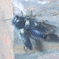 Neocuris pubescens (A jewel beetle) at Paddys River, ACT - 20 Dec 2021 by Harrisi