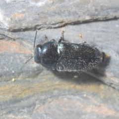 Neocuris pubescens at Paddys River, ACT - 20 Dec 2021 02:11 PM