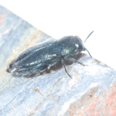 Neocuris pubescens at Paddys River, ACT - 20 Dec 2021 02:11 PM