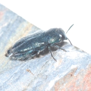 Neocuris pubescens at Paddys River, ACT - 20 Dec 2021 02:11 PM