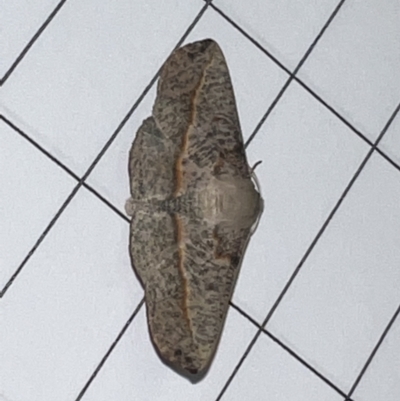 Antictenia punctunculus (A geometer moth) at Pialligo, ACT - 22 Dec 2021 by Ozflyfisher