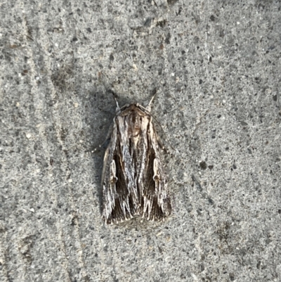 Persectania ewingii (Southern Armyworm) at Pialligo, ACT - 20 Dec 2021 by Ozflyfisher