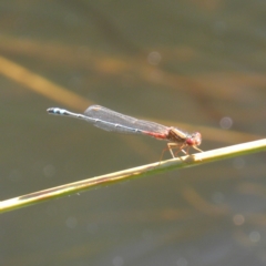 Xanthagrion erythroneurum (Red & Blue Damsel) at Goulburn Wetlands - 21 Dec 2021 by MatthewFrawley