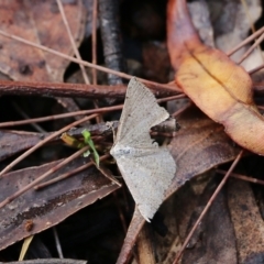 Unidentified Moth (Lepidoptera) at Bournda, NSW - 20 Dec 2021 by KylieWaldon