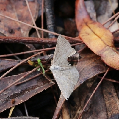 Unidentified Moth (Lepidoptera) at Bournda National Park - 19 Dec 2021 by KylieWaldon