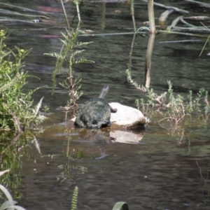 Chelodina longicollis at Goulburn, NSW - 21 Dec 2021