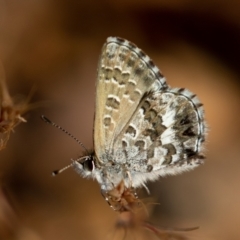 Neolucia agricola (Fringed Heath-blue) at Old Adaminaby, NSW - 21 Dec 2021 by rawshorty