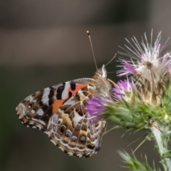 Vanessa kershawi (Australian Painted Lady) at Old Adaminaby, NSW - 22 Dec 2021 by rawshorty