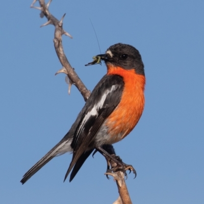 Petroica phoenicea (Flame Robin) at Old Adaminaby, NSW - 22 Dec 2021 by rawshorty
