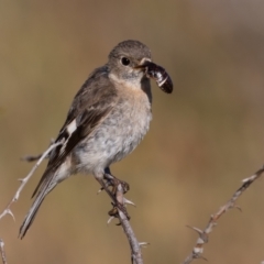 Petroica phoenicea at Old Adaminaby, NSW - 22 Dec 2021