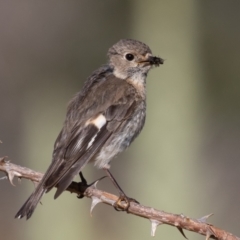 Petroica phoenicea at Old Adaminaby, NSW - 22 Dec 2021