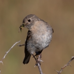 Petroica phoenicea at Old Adaminaby, NSW - 22 Dec 2021 08:01 AM