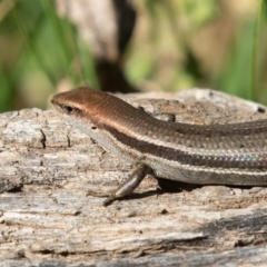 Lampropholis guichenoti (Common Garden Skink) at Old Adaminaby, NSW - 22 Dec 2021 by rawshorty