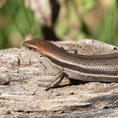 Lampropholis guichenoti (Common Garden Skink) at Old Adaminaby, NSW - 22 Dec 2021 by rawshorty