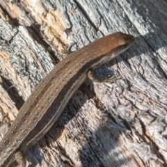 Lampropholis guichenoti at Old Adaminaby, NSW - 22 Dec 2021