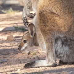 Notamacropus rufogriseus (Red-necked Wallaby) at Old Adaminaby, NSW - 22 Dec 2021 by rawshorty