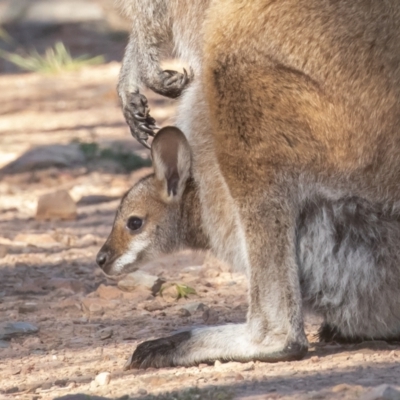 Notamacropus rufogriseus (Red-necked Wallaby) at Old Adaminaby, NSW - 21 Dec 2021 by rawshorty