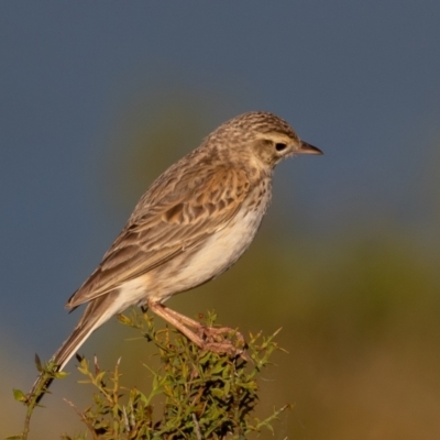 Anthus australis (Australian Pipit) at Old Adaminaby, NSW - 21 Dec 2021 by rawshorty