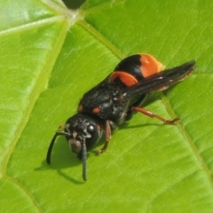 Paralastor sp. (genus) (Potter Wasp) at Conder, ACT - 10 Nov 2021 by michaelb