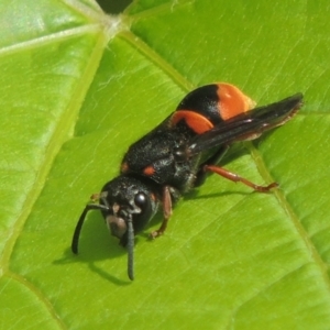 Paralastor sp. (genus) at Conder, ACT - 10 Nov 2021