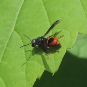 Paralastor sp. (genus) at Conder, ACT - 10 Nov 2021