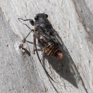 Pauropsalta mneme at Old Adaminaby, NSW - 22 Dec 2021