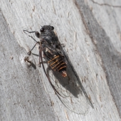 Pauropsalta mneme at Old Adaminaby, NSW - 22 Dec 2021 08:38 AM