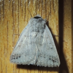 Pantydia sparsa (Noctuid Moth) at Conder, ACT - 25 Nov 2021 by MichaelBedingfield