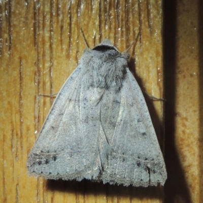 Pantydia sparsa (Noctuid Moth) at Conder, ACT - 25 Nov 2021 by MichaelBedingfield