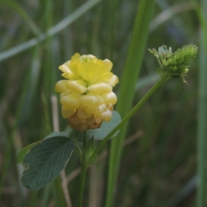 Trifolium campestre at Conder, ACT - 29 Nov 2021 01:42 PM