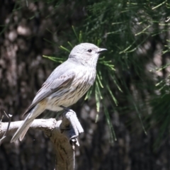 Pachycephala rufiventris (Rufous Whistler) at Stromlo, ACT - 21 Dec 2021 by jb2602