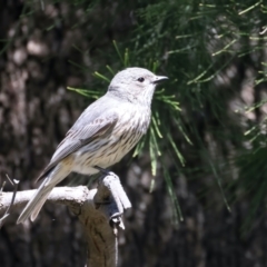 Pachycephala rufiventris (Rufous Whistler) at Stromlo, ACT - 20 Dec 2021 by jbromilow50