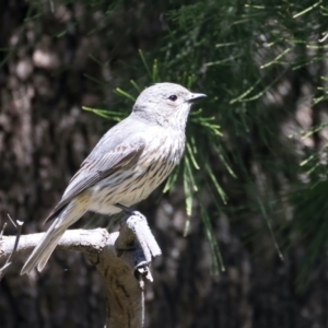 Pachycephala rufiventris at Stromlo, ACT - 21 Dec 2021 10:22 AM