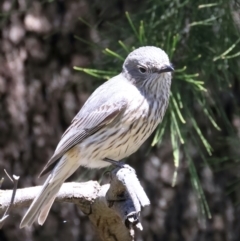 Pachycephala rufiventris at Stromlo, ACT - 21 Dec 2021 10:22 AM