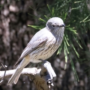 Pachycephala rufiventris at Stromlo, ACT - 21 Dec 2021