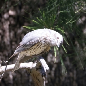 Pachycephala rufiventris at Stromlo, ACT - 21 Dec 2021