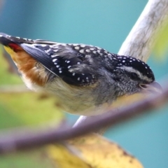 Pardalotus punctatus (Spotted Pardalote) at Pambula Beach, NSW - 21 Dec 2021 by KylieWaldon