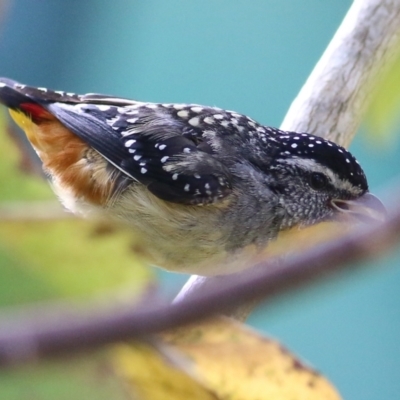 Pardalotus punctatus (Spotted Pardalote) at Pambula Beach, NSW - 21 Dec 2021 by KylieWaldon