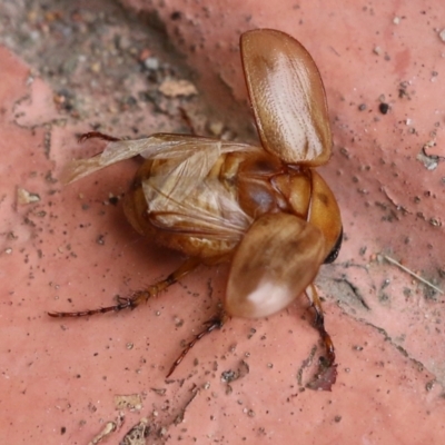 Cyclocephala signaticollis (Argentinian scarab) at Pambula Beach, NSW - 23 Dec 2021 by KylieWaldon