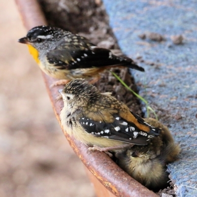 Pardalotus punctatus (Spotted Pardalote) at Pambula Beach, NSW - 22 Dec 2021 by KylieWaldon