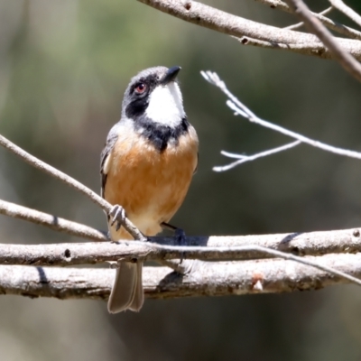Pachycephala rufiventris (Rufous Whistler) at Stromlo, ACT - 21 Dec 2021 by jb2602