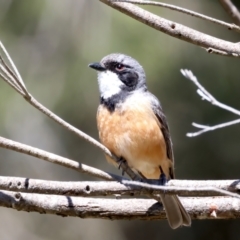 Pachycephala rufiventris at Stromlo, ACT - 21 Dec 2021