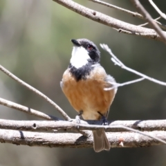 Pachycephala rufiventris at Stromlo, ACT - 21 Dec 2021