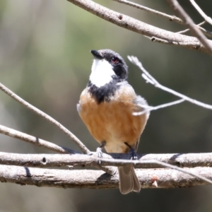 Pachycephala rufiventris at Stromlo, ACT - 21 Dec 2021