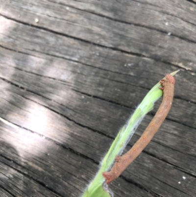 Pholodes sinistraria (Sinister or Frilled Bark Moth) at Belconnen, ACT - 23 Dec 2021 by Dora