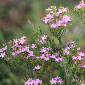 Centaurium sp. at Bournda, NSW - 20 Dec 2021