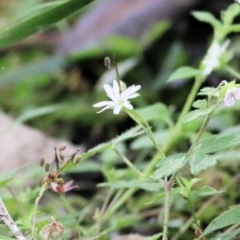 Stellaria flaccida (Forest Starwort) at Bournda, NSW - 20 Dec 2021 by KylieWaldon