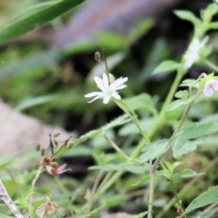 Stellaria flaccida (Forest Starwort) at Bournda Environment Education Centre - 19 Dec 2021 by KylieWaldon