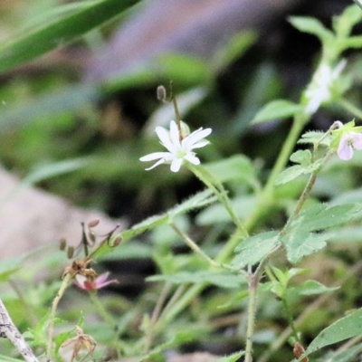 Stellaria flaccida (Forest Starwort) at Bournda, NSW - 20 Dec 2021 by KylieWaldon