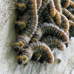 Pergidae sp. (family) at Bournda National Park - 19 Dec 2021 by KylieWaldon